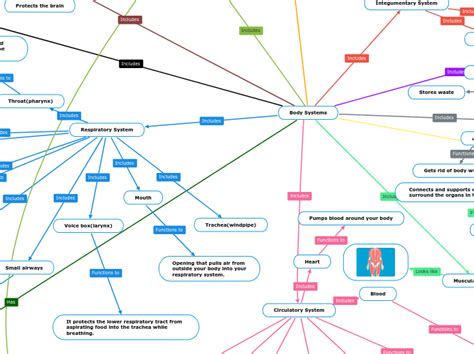 Body Systems Mind Map