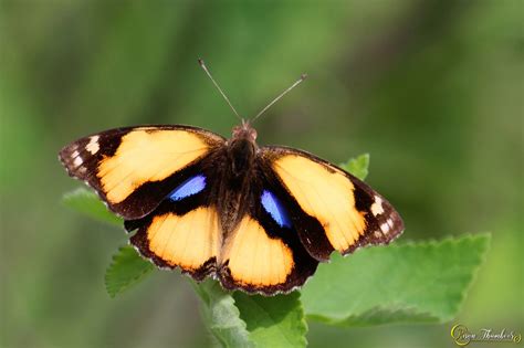 Butterflies Of Kerala Yellow Pansy Junonia Hierta പീതനീലി