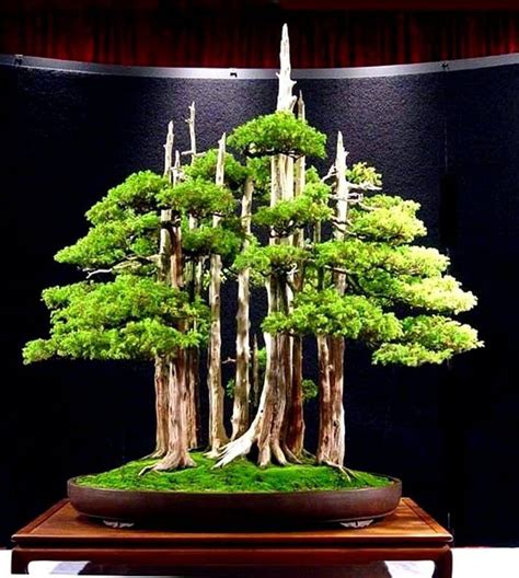 A Deciduous Shrub That Is Suitable For Bonsai Culture Because Of Its
