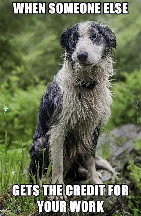 30 Funny animal captions - part 25 (30 pics) | Amazing ... Here is a hilarious compilation of pictures with captions.