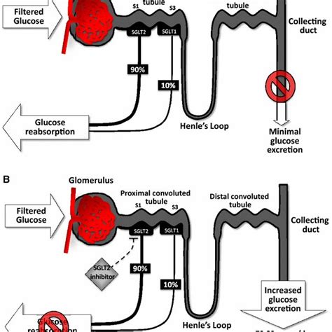 A Normal Physiology Of Renal Glucose Homeostasis Nearly All Filtered