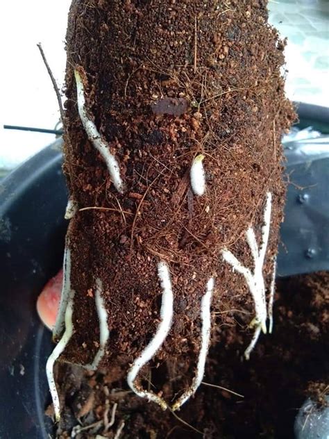 Keladi hias cantik dan menawan yang cocok untuk rumah dan perkantoran yang bisa kita tanam di dalam pot. Cantikkan Laman Rumah Dengan Pokok Hiasan Keladi, Begini ...
