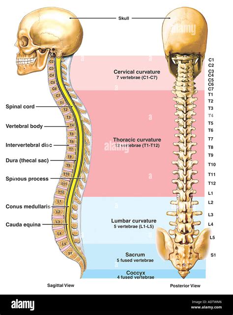 Anatomy Of The Vertebral Column Spine Stock Photo 7710469 Alamy
