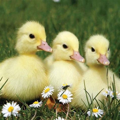 Art design of cute little easter bunnies in the meadow. Flora and Fauna | Baby farm animals, Farm animals pictures ...