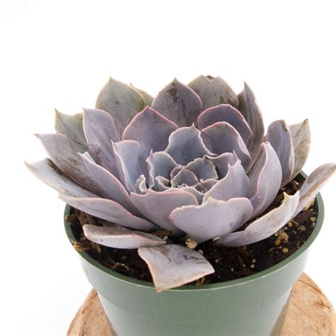 4 Inch Echeveria Shaviana Cactus Jungle