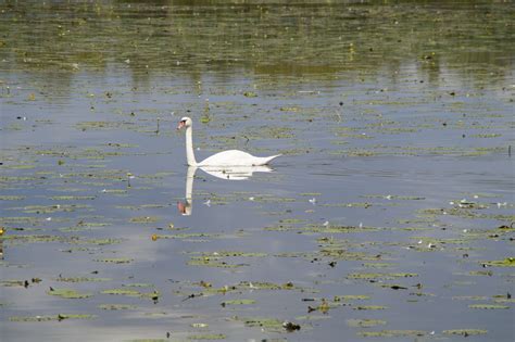 Безплатна снимка блато езеро езерце дивата природа плуване