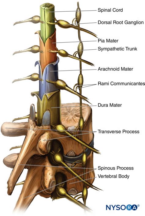 Regional Anesthesia Spinal Cord With Meningeal Layers Dorsal Root