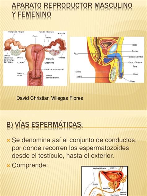 Imagenes Del Sistema Reproductor Masculino Y Femenino Organos De Los