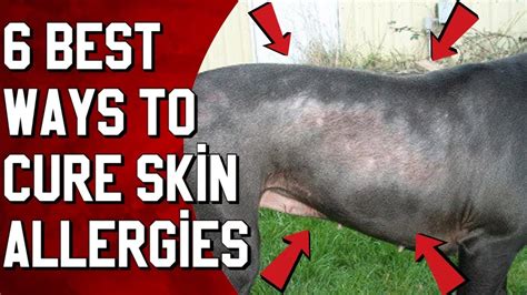 6 Best Ways To Cure Your Pit Bulls Skin Allergies At Home Youtube