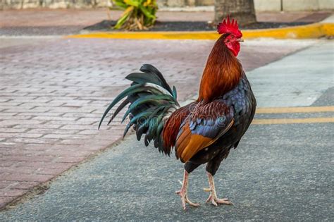 Key west has a number of gypsy chickens that roam the streets of the town, and they are at risk with the winds picking up speed and the water rising. Florida Birds Images - Download 14,907 Royalty Free Photos ...