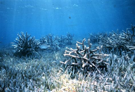 Floridas Coral Reefs Are Dying But Its Not Global Warming That Is