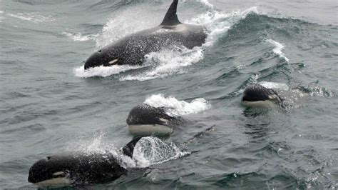 See Footage Of A Rare Breed Of Killer Whale Cnn