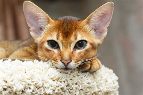 Abyssinian Cat Breed Facts And Personality Traits Catpointers
