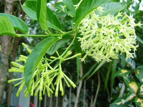 I found its best kept at i have 4 night blooming jasmine and i love the fragrance, however i am having a problem with two of the plants and was hoping someone could help. Blooming night jasmine - Byron Shire Chemical Free Landcare