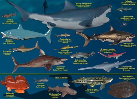 Extinct Shark Species