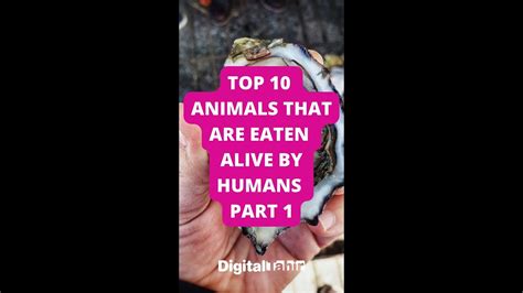 Top 10 Animals That Are Eaten Alive By Humans Part 1 Shorts Youtube