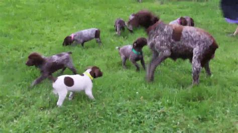 It's not a cross between a duck and a dog, of course, since. German Shorthaired Pointer Puppies For Sale - YouTube