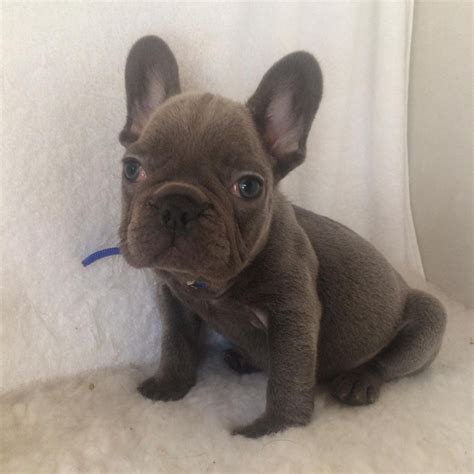 Find 611 french bulldogs puppies & dogs for sale uk at the uk's largest independent free french bulldog girl. French Bulldog Puppies For Sale | Columbus, OH #291836