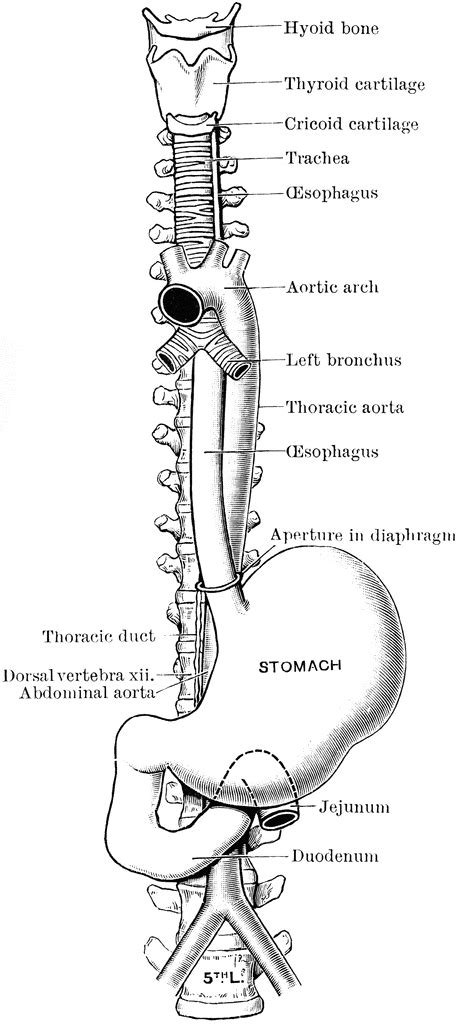 Course Of The Esophagus Clipart Etc