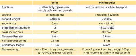 Check spelling or type a new query. » How big are the cell's filaments?
