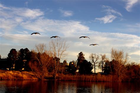 Geese Flying Over Lake Picture Free Photograph Photos Public Domain
