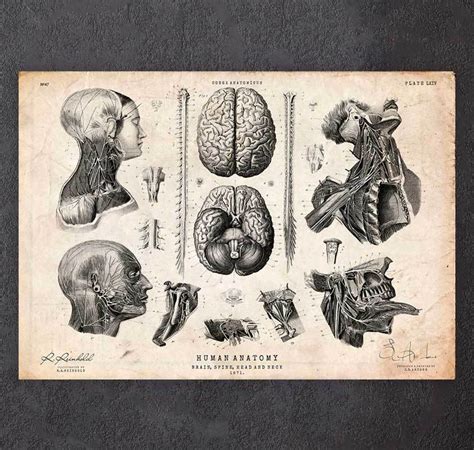 Brain Anatomy Art Codex Anatomicus