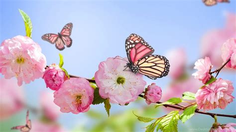 Spring Flowers And Butterflies Wallpapers Popular Flowers