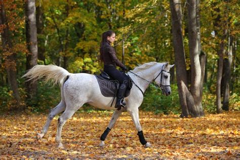 Equestrian Girl Ride Grey Arabian Horse In Autumn Woods Stock Photo