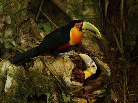 Baby Toucans All You Need To Know With Pictures Unianimal