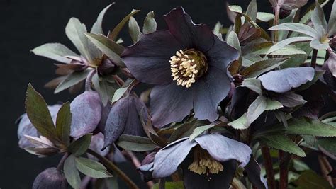 Hellebore Care 101 How To Grow The Harbingers Of Spring