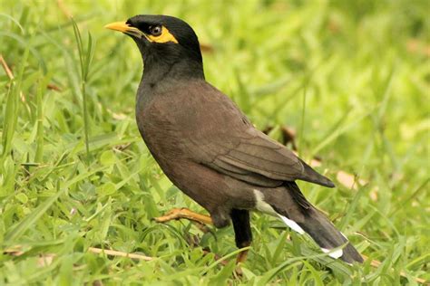 8 Top Pet Birds For Training