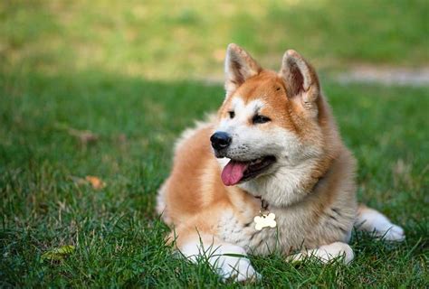 Akita Dog Breed Characteristics Pictures Care Tips