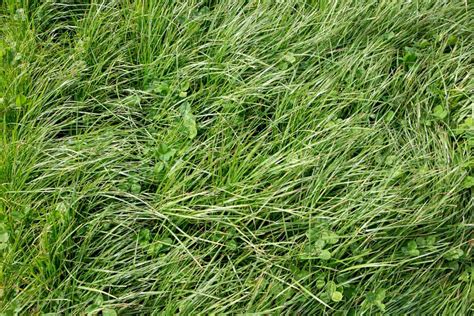 Nowadays when we talk about perennial plants, or simply perennials (perennial can be a noun, too), we mean plants that die back seasonally but produce new growth in the spring. 11 Perennial Ryegrass Facts For Lawn Owners - Garden Tabs