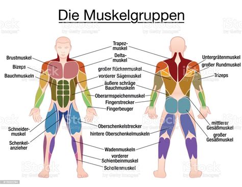 Muscle Chart German Labeling Most Important Muscles Of The Human Body