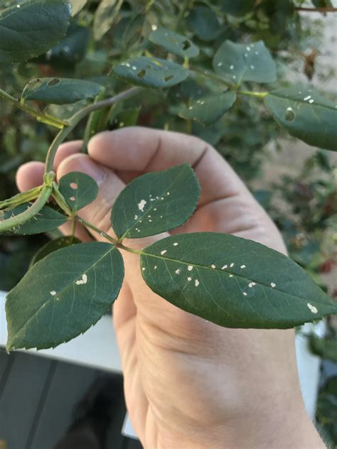 What Are These White Specks On My Rose Bushs Leaves Rplants