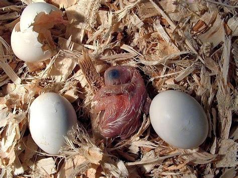 African Grey Fertile Eggs Exotic Parrot Breeders Parrots For Sale
