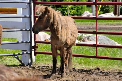 Red Lake Rosies Rescue Miniature Horses