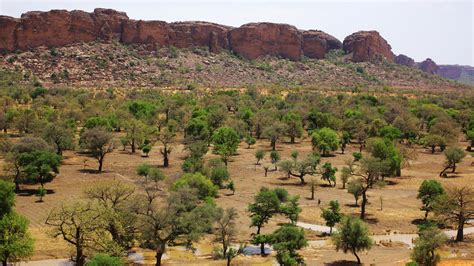 Africas ‘great Green Wall Could Have Far Reaching Climate Effects