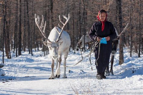 Tsaatan People And Reindeer Mongolia Tours