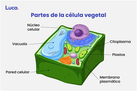 Todas Las Partes De La Celula Vegetal Interactivo Partes De La CÉlula