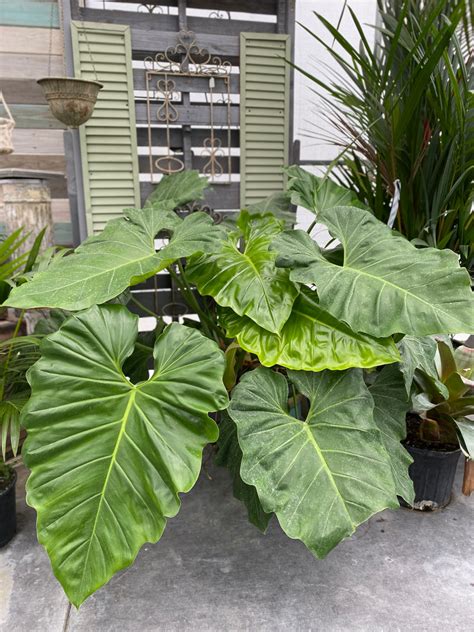 The Top Five Reasons Your Philodendrons Leaves Are Turning Yellow