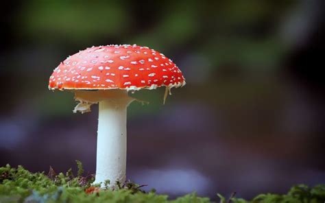 Mushroom How To Differentiate Between Poisonous And