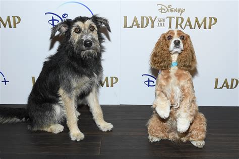 Dogs Hit The Red Carpet For Lady And The Tramp Screening Latf Usa