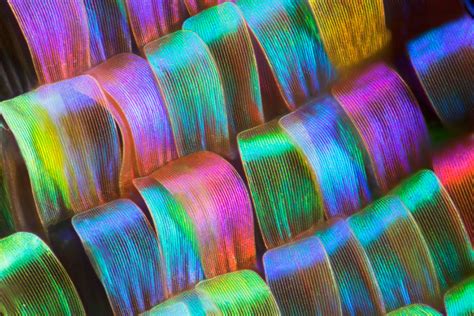 Macro Photographs Of Butterfly And Moth Wings By Linden