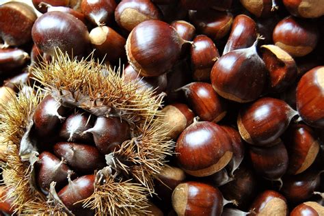 Quelles précautions prendre avec les châtaignes ramassées dans la forêt