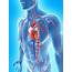 Cardiovascular System Artwork  Stock Image F005/5217 Science