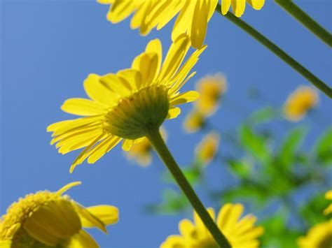 Close up photo of yellow daisies 花 はな close up photo yellow