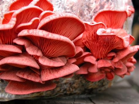 Pink Oysters Western Pennsylvania Mushroom Club