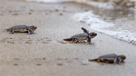 Baby Sea Turtles Pictures Cute Sea Turtles Pictures Images And Pictures