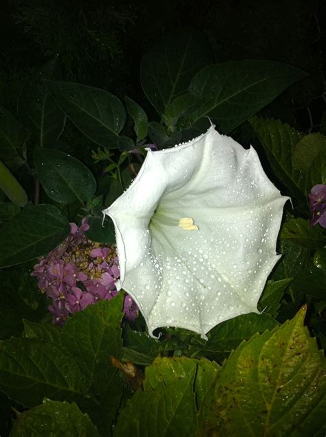 Night Blooming Flower Adding Night Blooming Flowers That Are White
